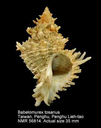 Babelomurex tosanus.jpg - Babelomurex tosanus(Hirase,1908)